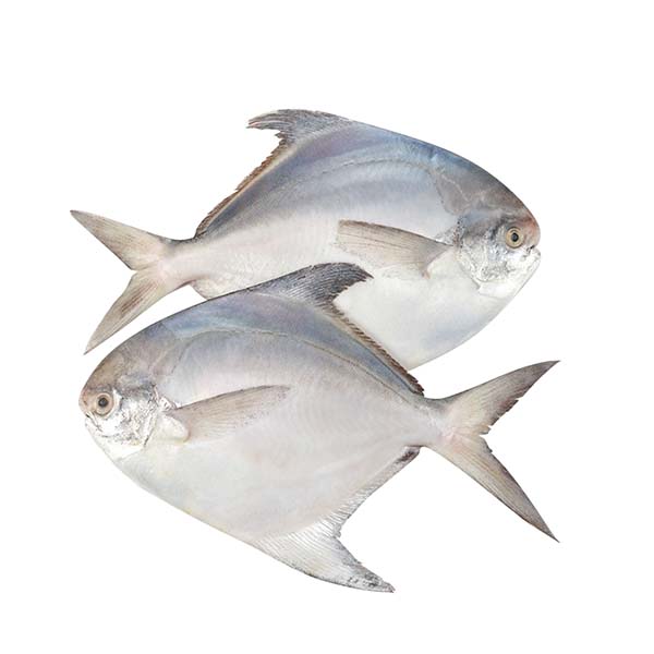 Pomfret